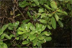 Manilkara roxburghiana